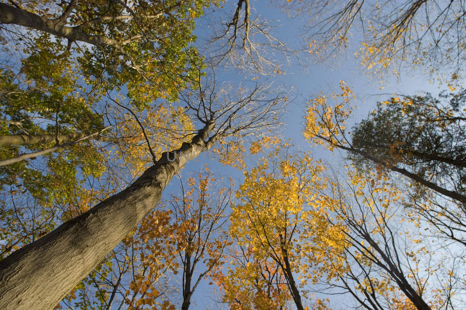 Wide angle photo looking up into the almost bare autumn treetops