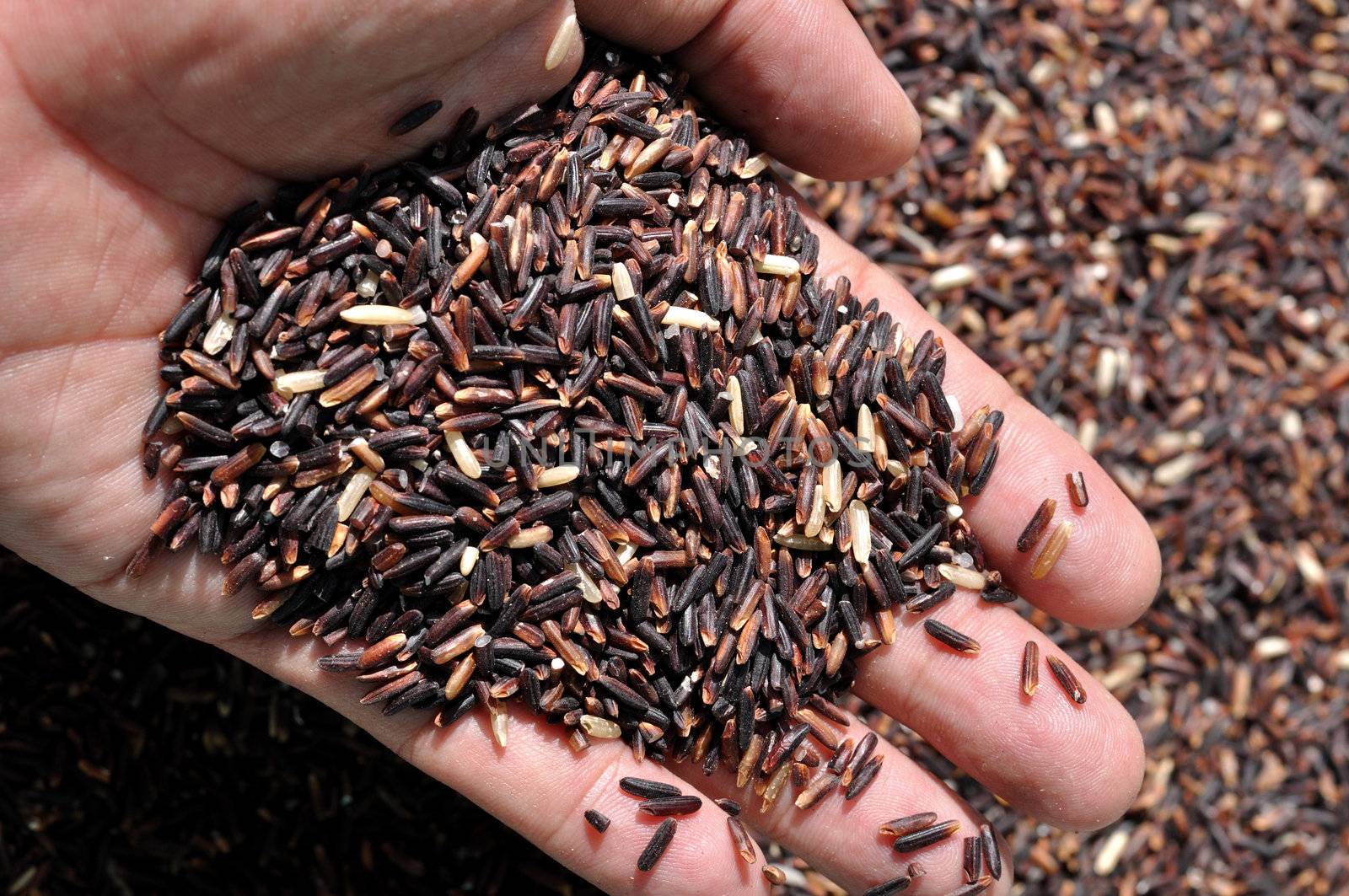 Rice Berry contains three times more iron than other varieties. And not only does it contain a high level of antioxidants such as beta-carotene, gamma oryzanol, vitamin E, and folic acid (folate) in itself, but it becomes soft and is aromatic when cooked, which is the outstanding trait of Thai Hom. Mali Rice.