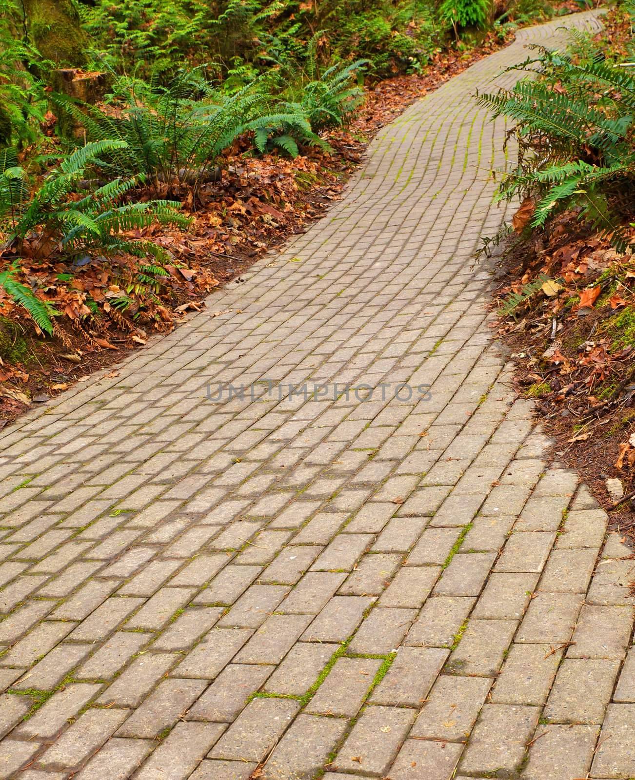 fern brick path by bobkeenan