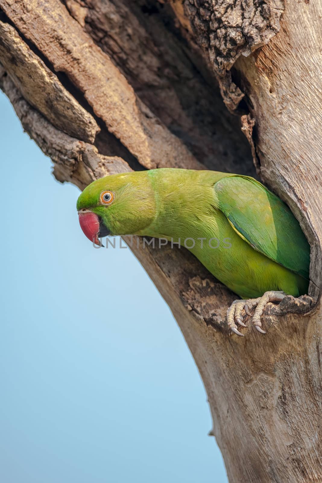 Rose-ringed Parakeet, perched on a tree branch, nature, copy space