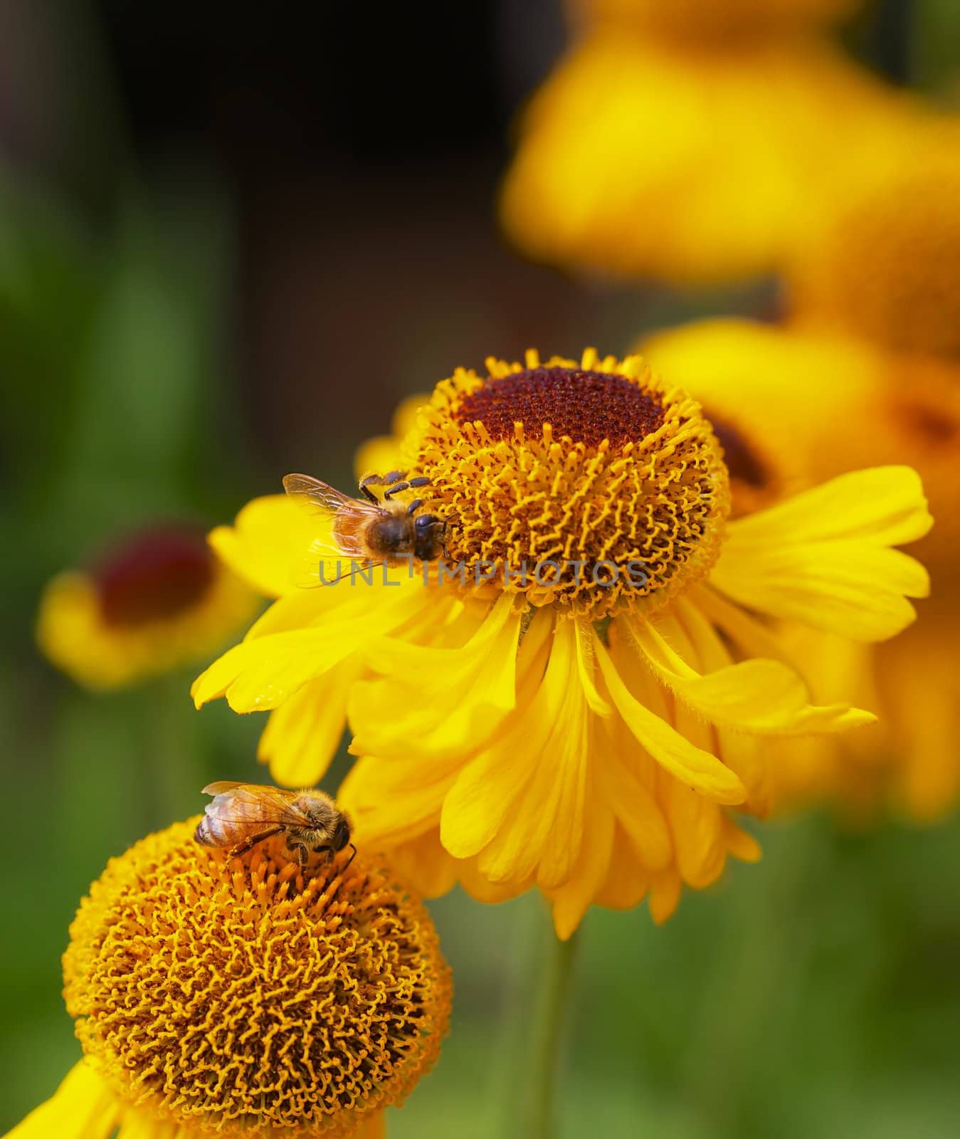 Yellow Cone Flowers with Bees by bobkeenan