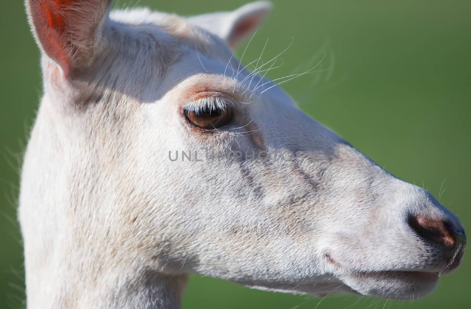 Head of young fallow deer looking straight into camera