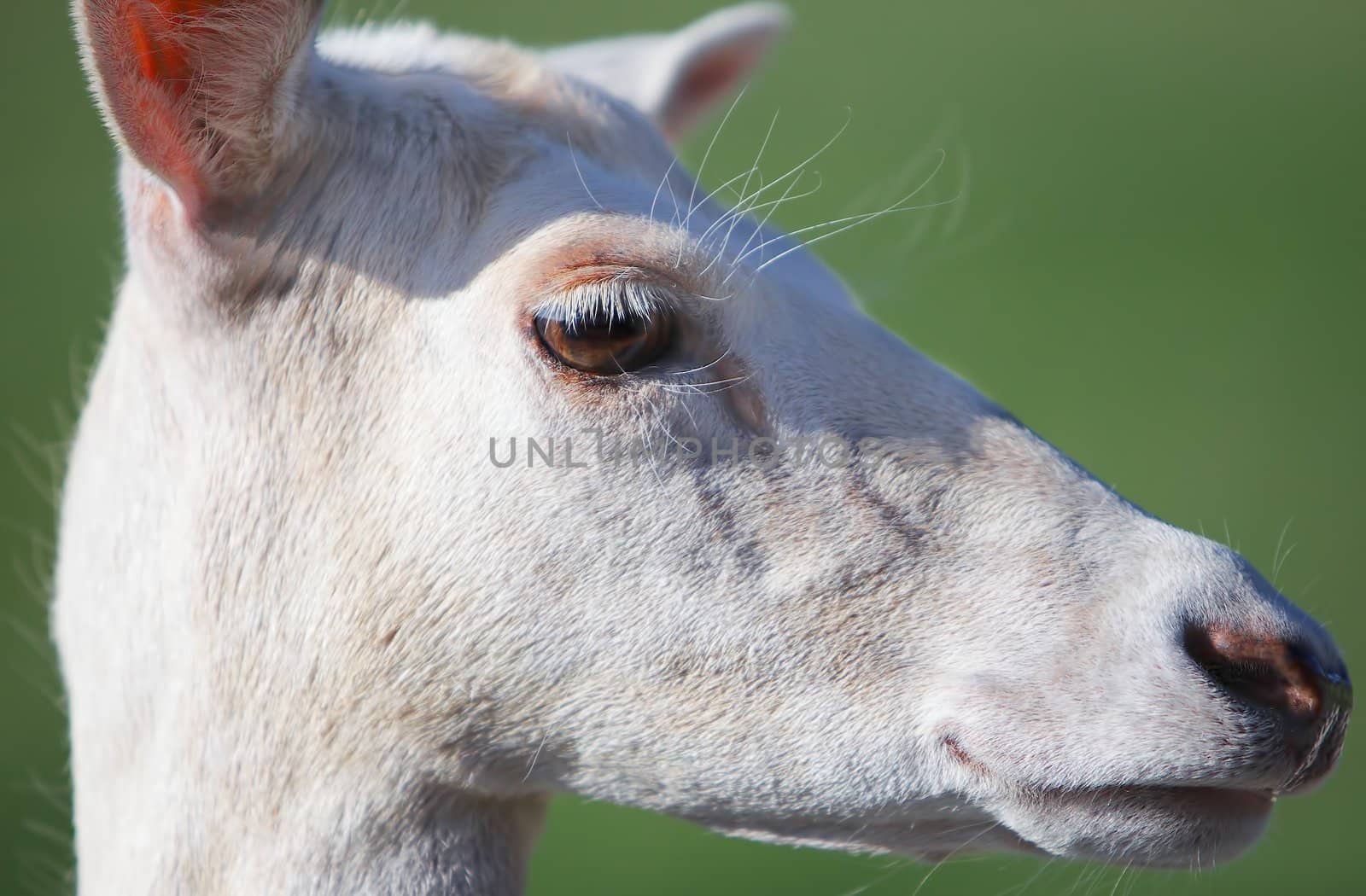 Young Fallow Deer Head Close up by bobkeenan