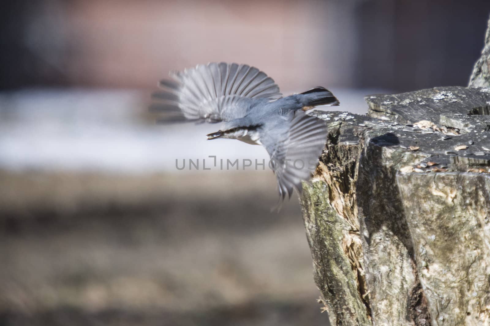 The picture is shot by the woods at Fredriksten fortress in Halden, Norway one day in March 2013.