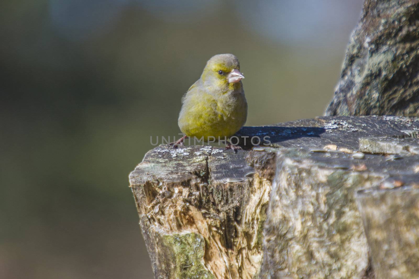 The picture of Greenfinch is shot by a tree stump in the forest at Fredriksten fortress in Halden, Norway a day in March 2013.