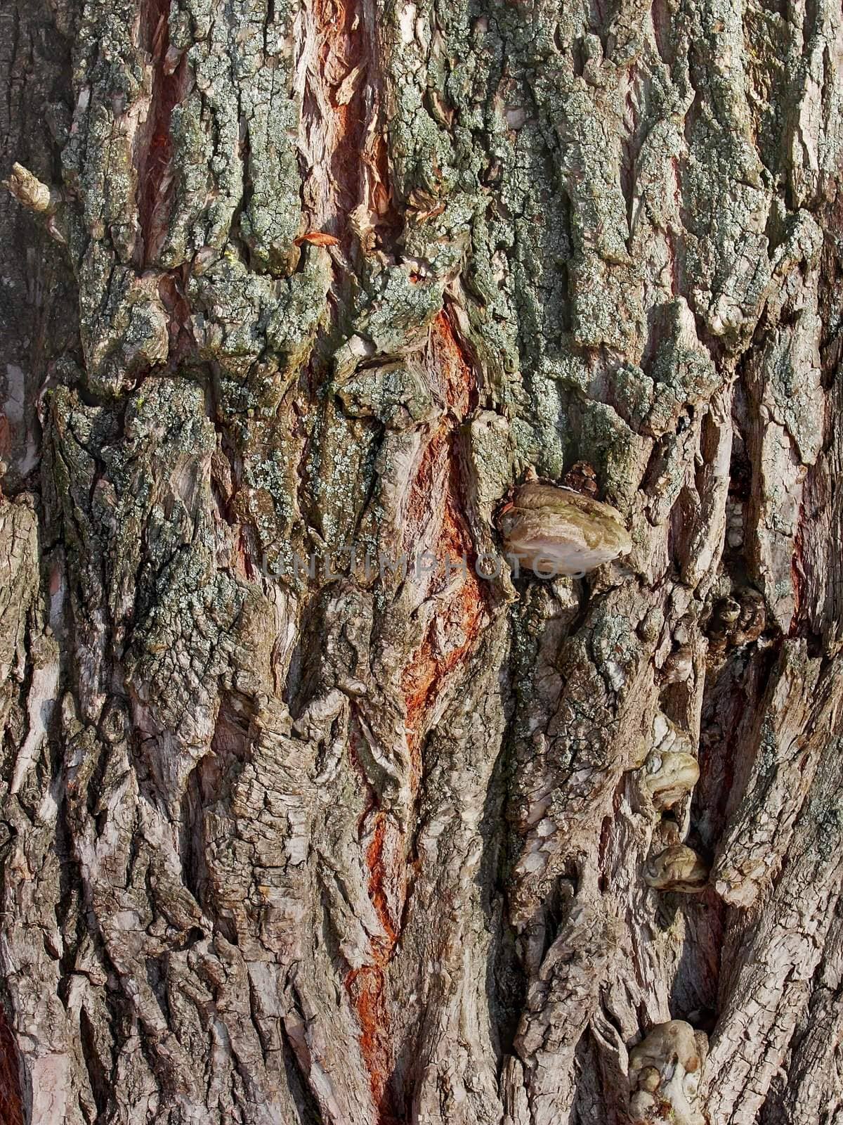 Bark of old willow tree by qiiip