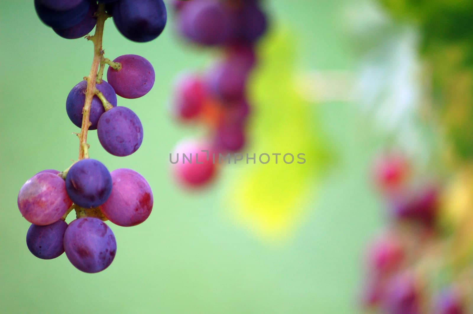 grapes by nehru