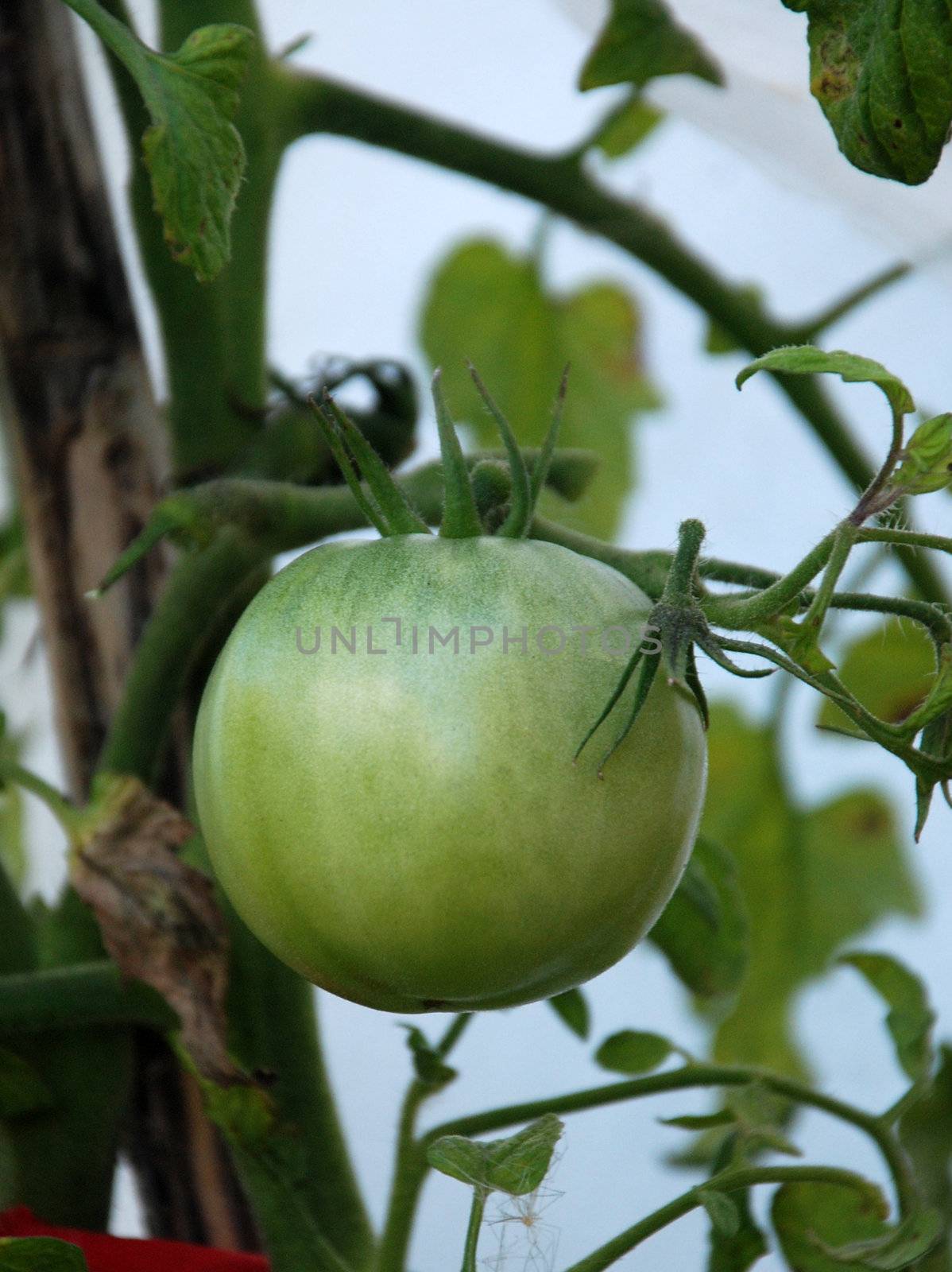 green tomato