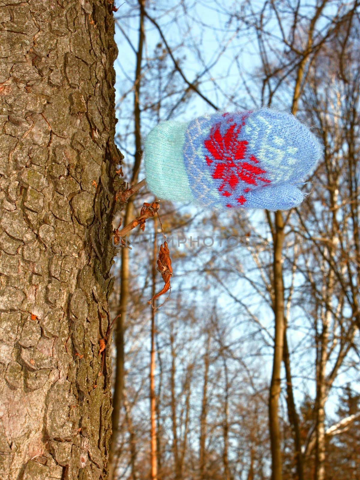 Lost glove. Small children's glove hanging on the tree branch in winter park