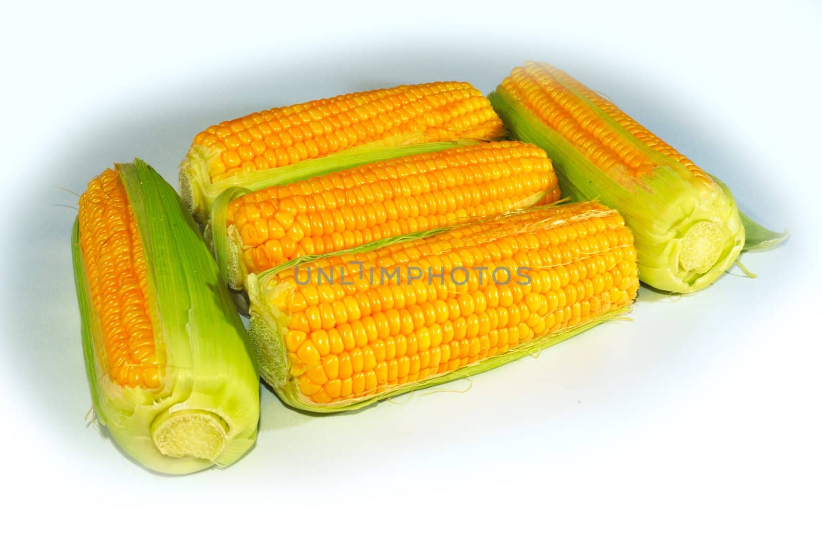Corn by gkuna