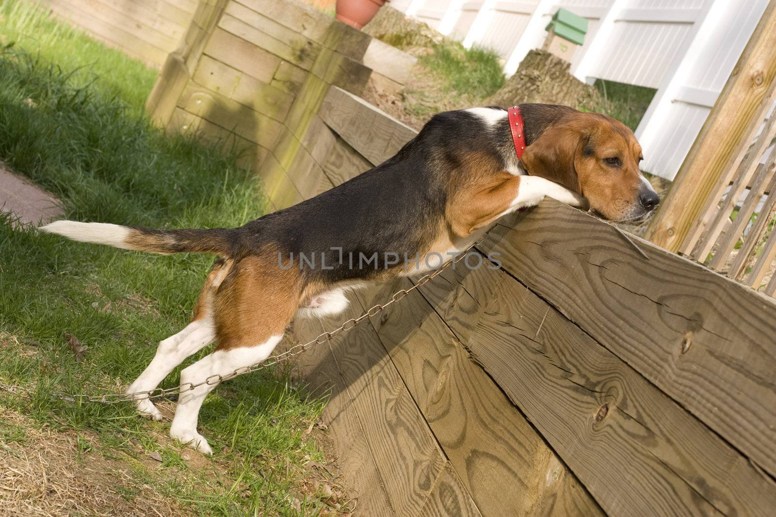 Portrait of a young, tri-colored beagle puppy.