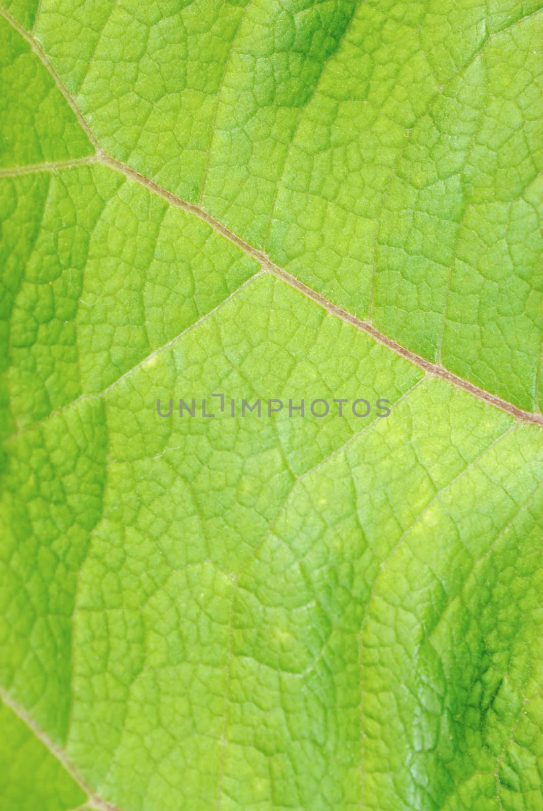 In summer, green leaf close-up