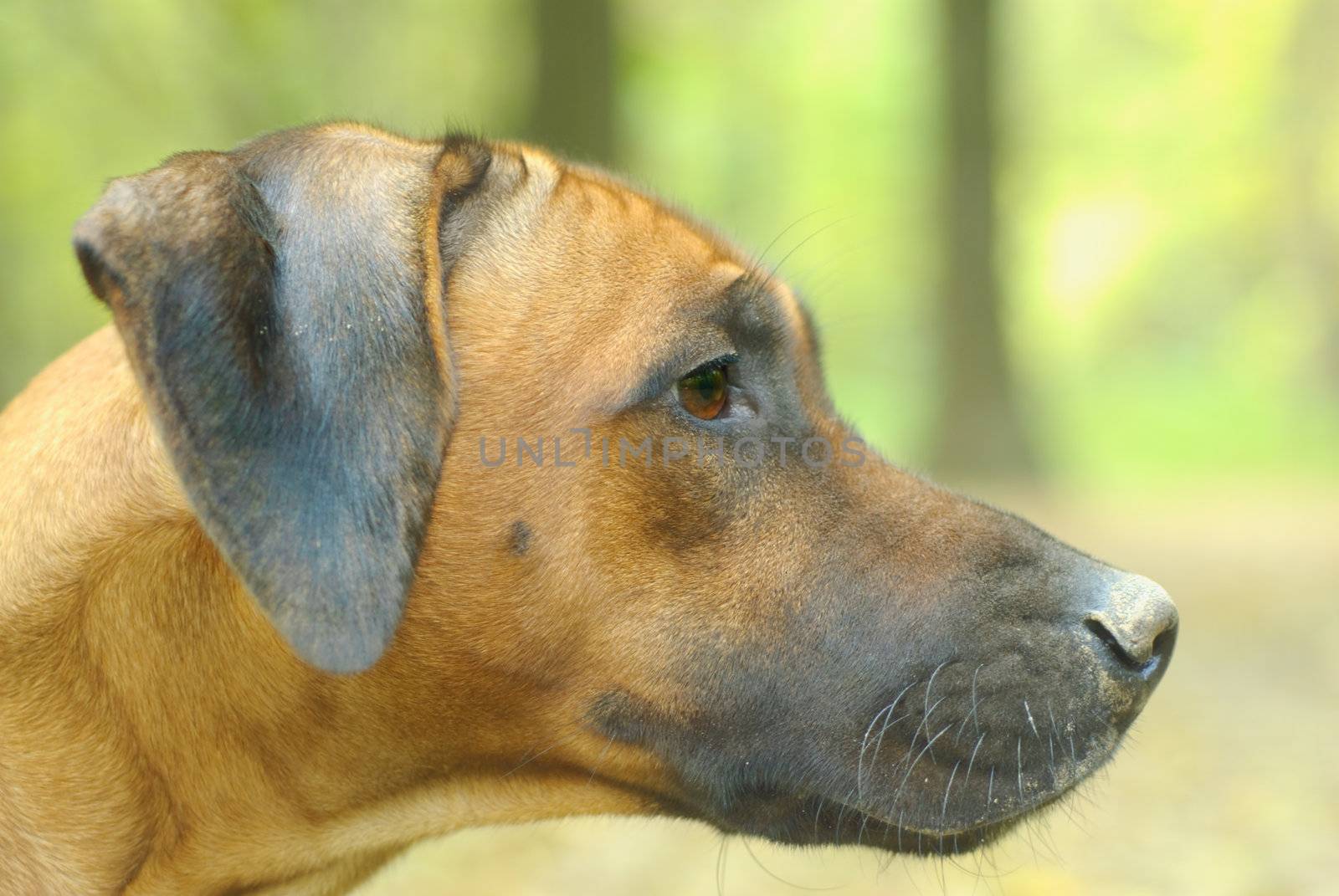 Beautiful ridgeback- house pet, guard and hunter