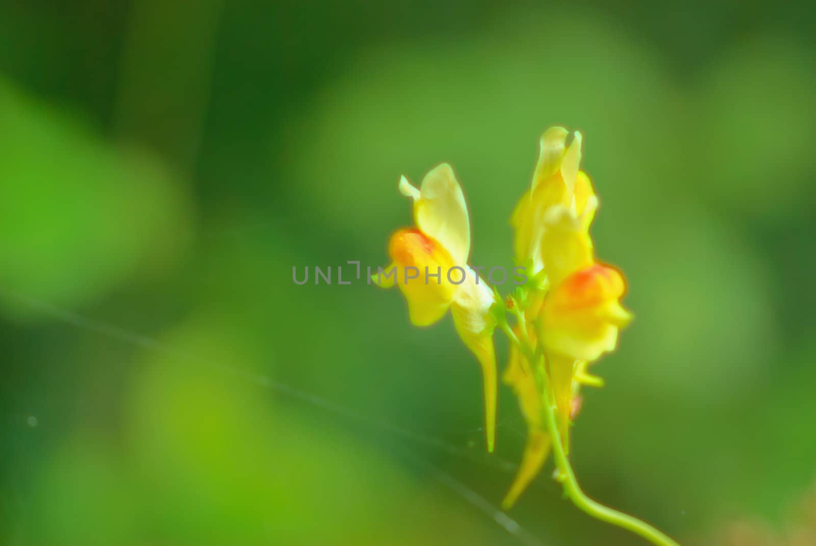 Blooming flowers at the edge of the forest