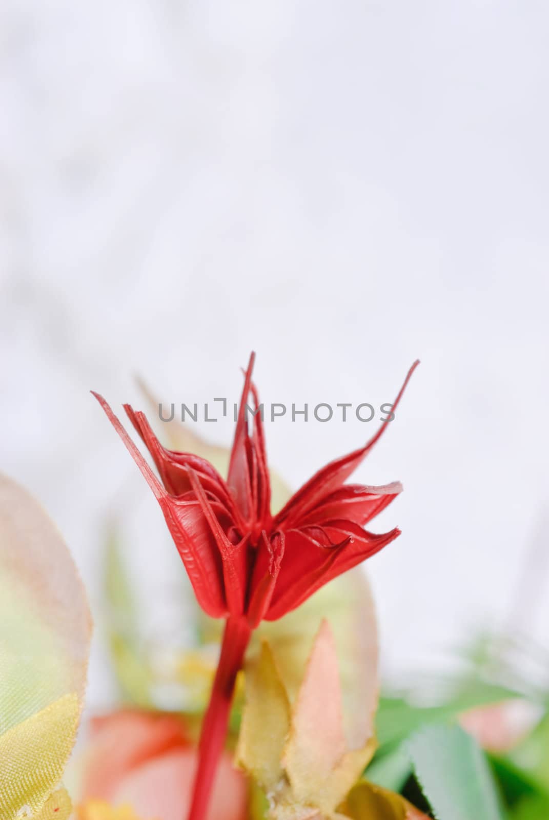 Blooming tropical flower-bright colors