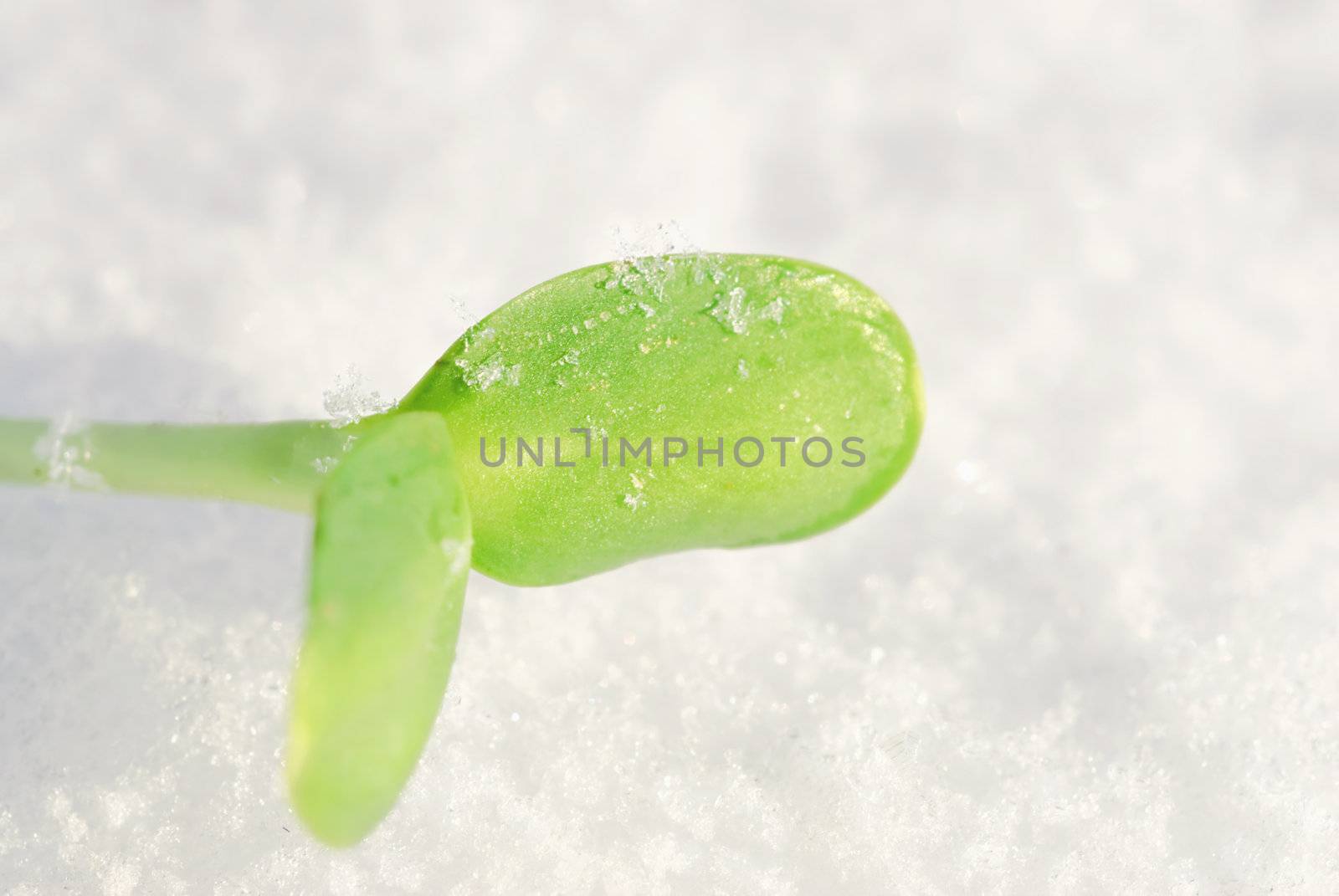 The green sprout on the white snow