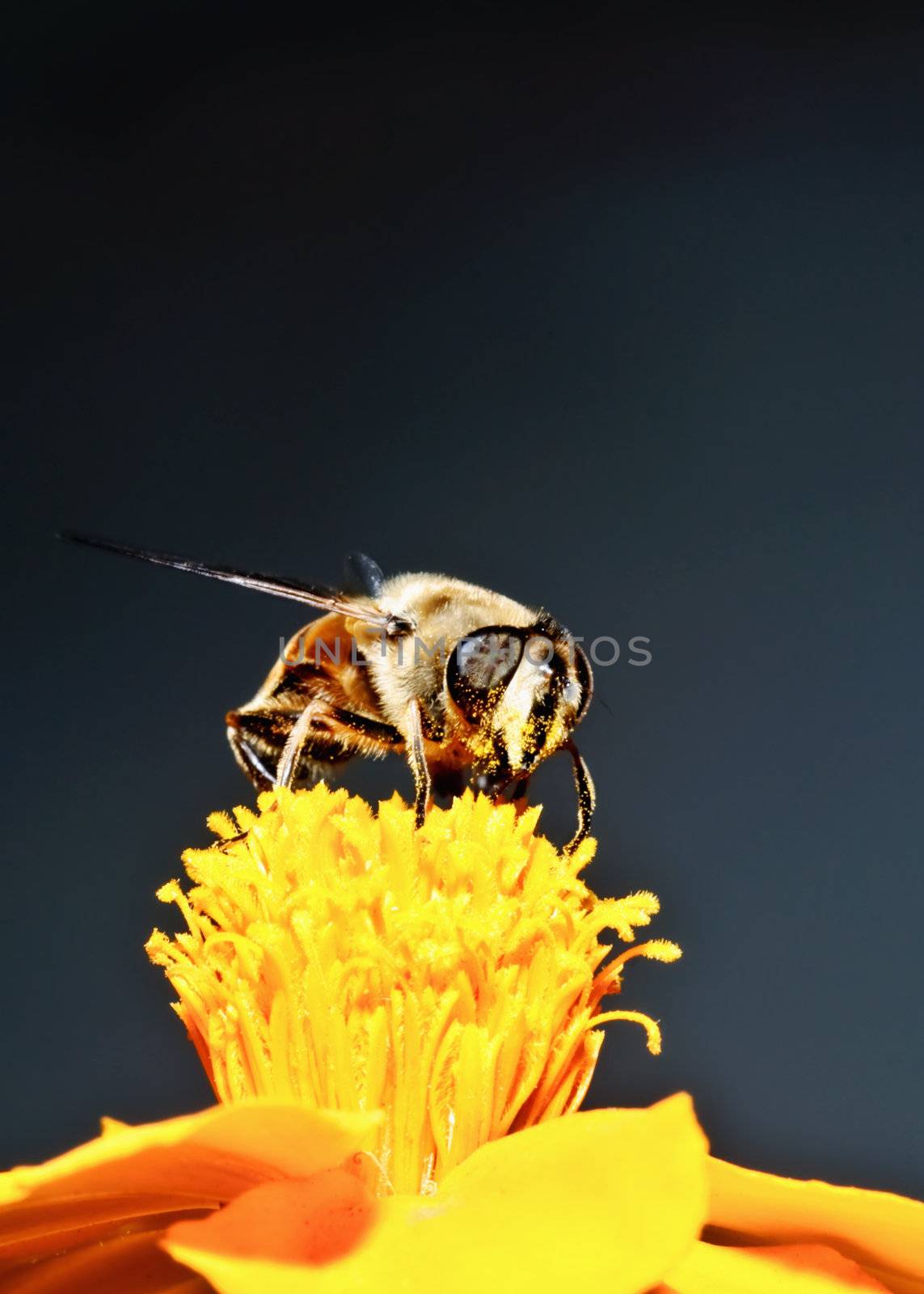 Bee on yellow flower nectars feeds