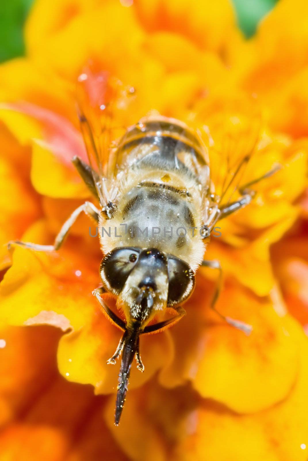 A bee sits on a yellow flower and cleans its sting