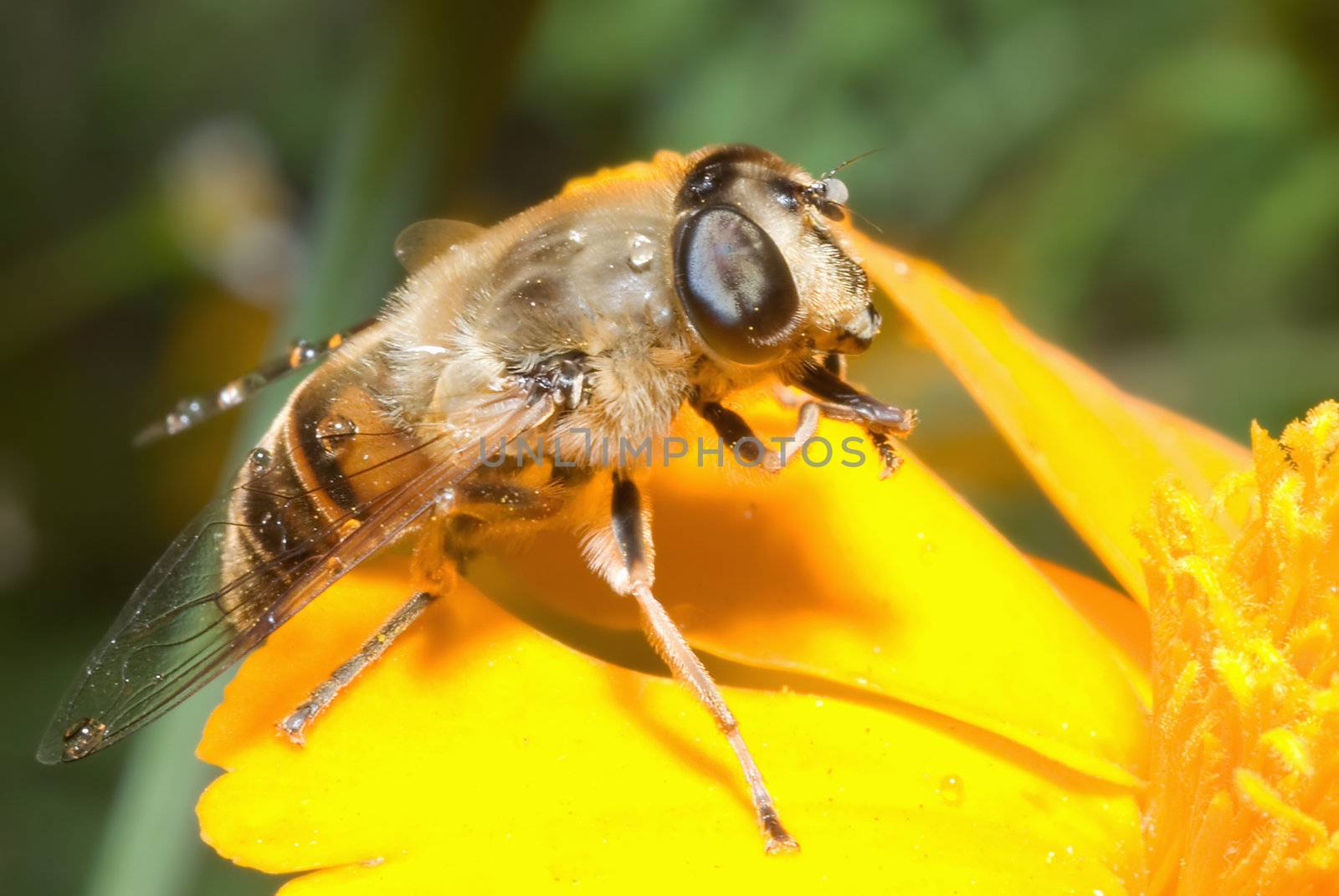 Raindrops on the bee, she sits on a yellow flower