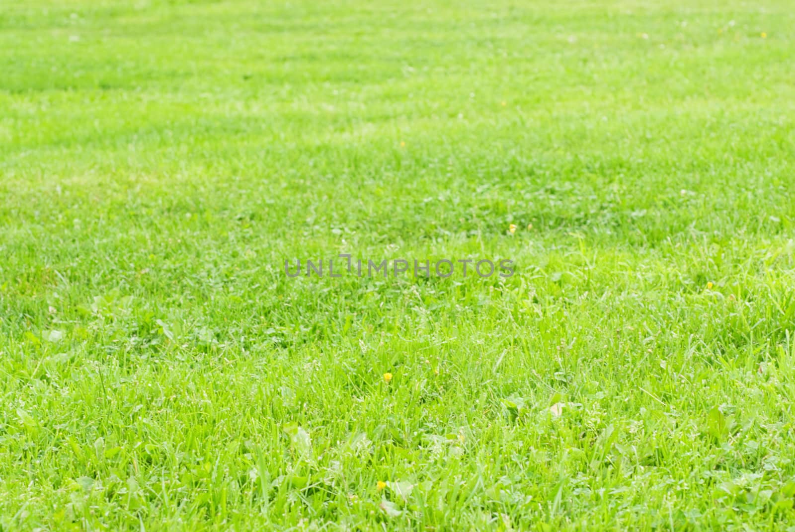 Lawn- green grass and yellow flowers