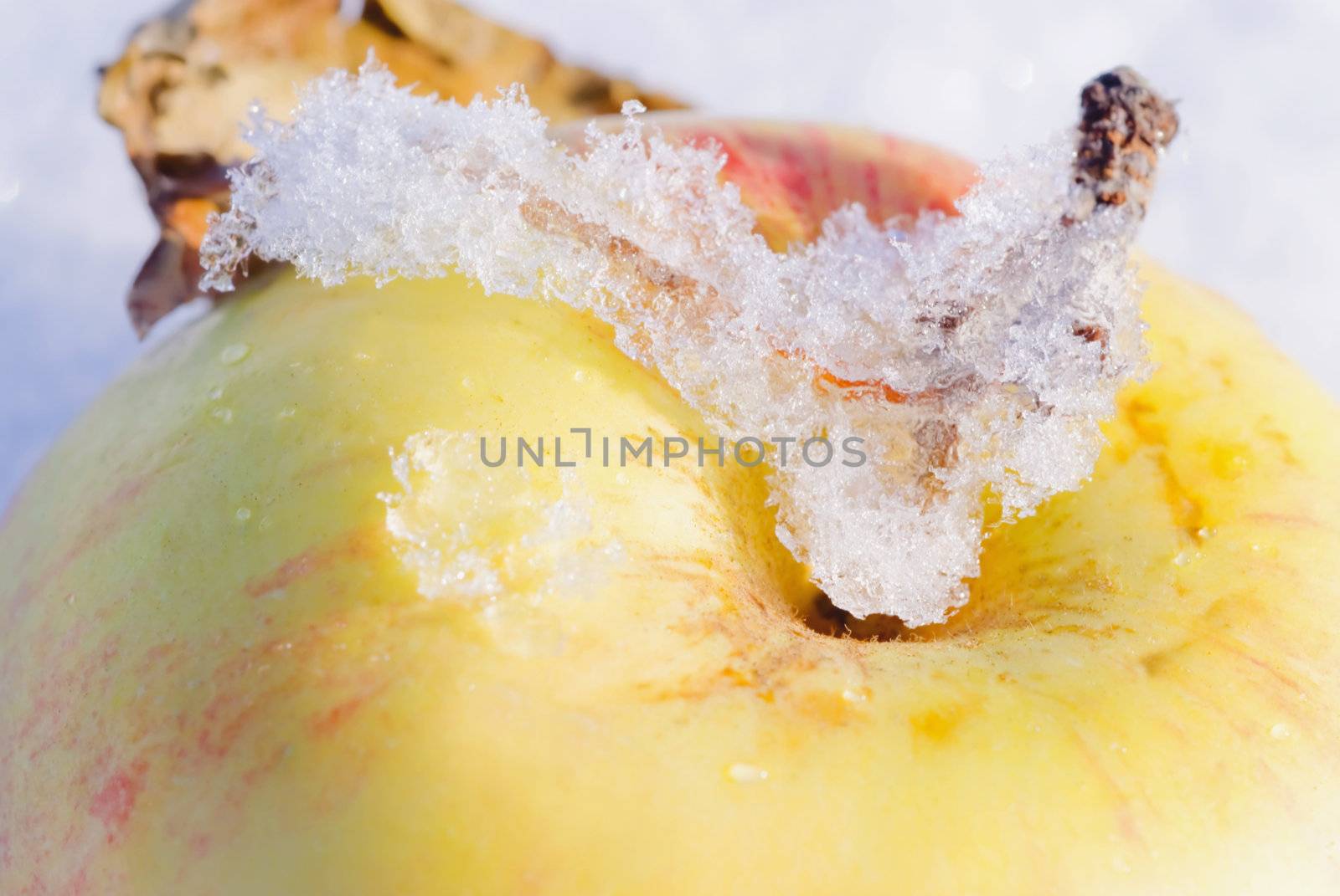 Melting snow on a red apple, a drop of water
