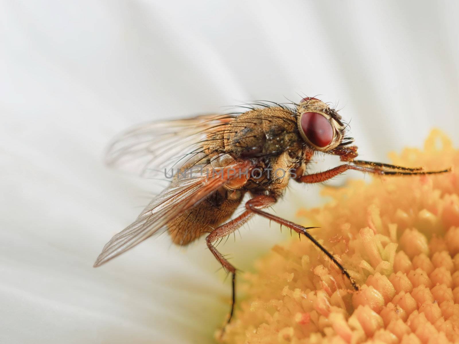 Fly- macro shot tachinidae