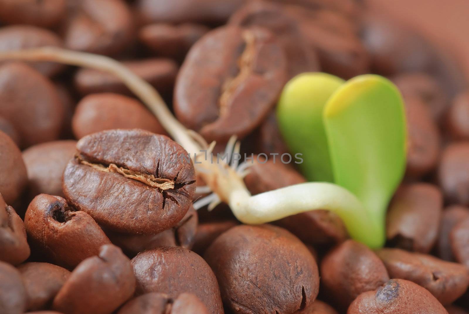 Seedling- draw  plants on the background of the coffee