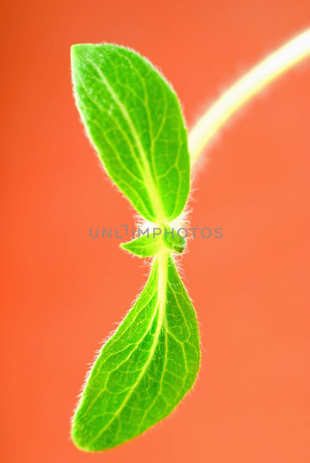 Plants with a stem coming out of it leaves on pink background