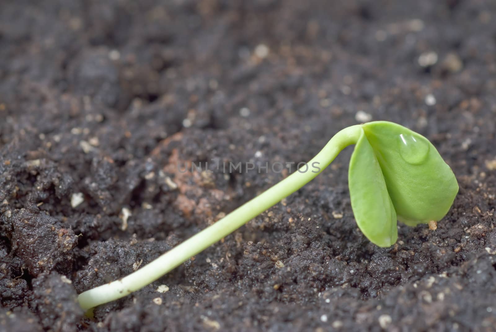 Green seedling with two leaves growing in the ground