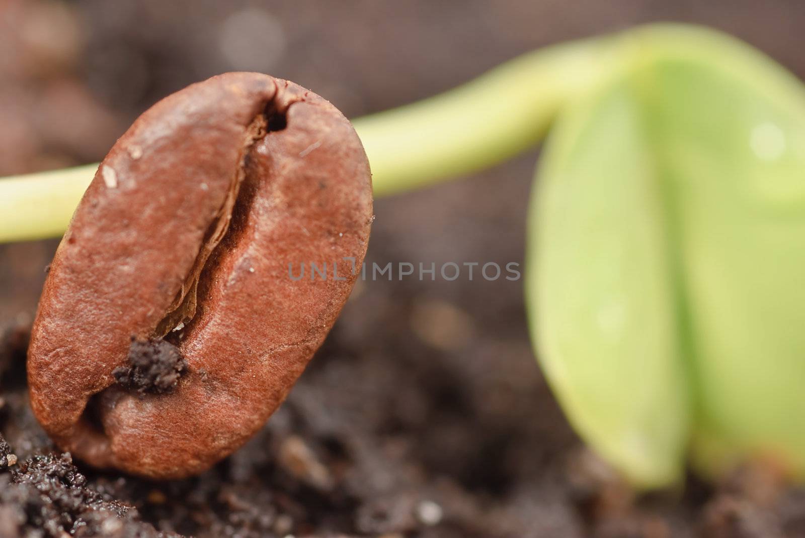 The seed of coffee close-up on a background of green plants