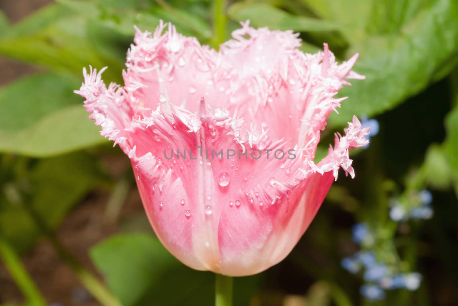 Pink tulip on the background of green grass
