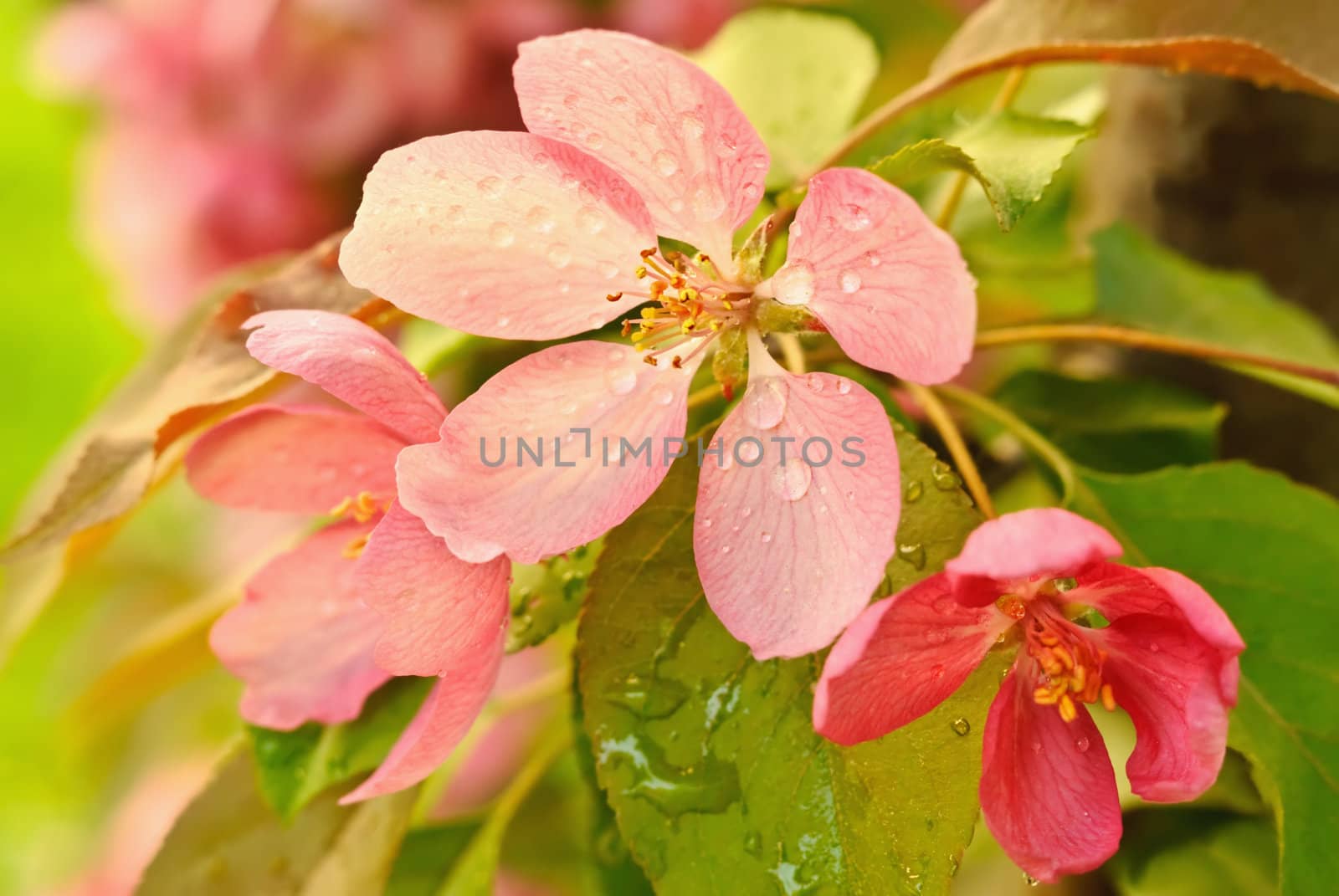 Pink flowers of apple- drops of rain on the leaves and petals