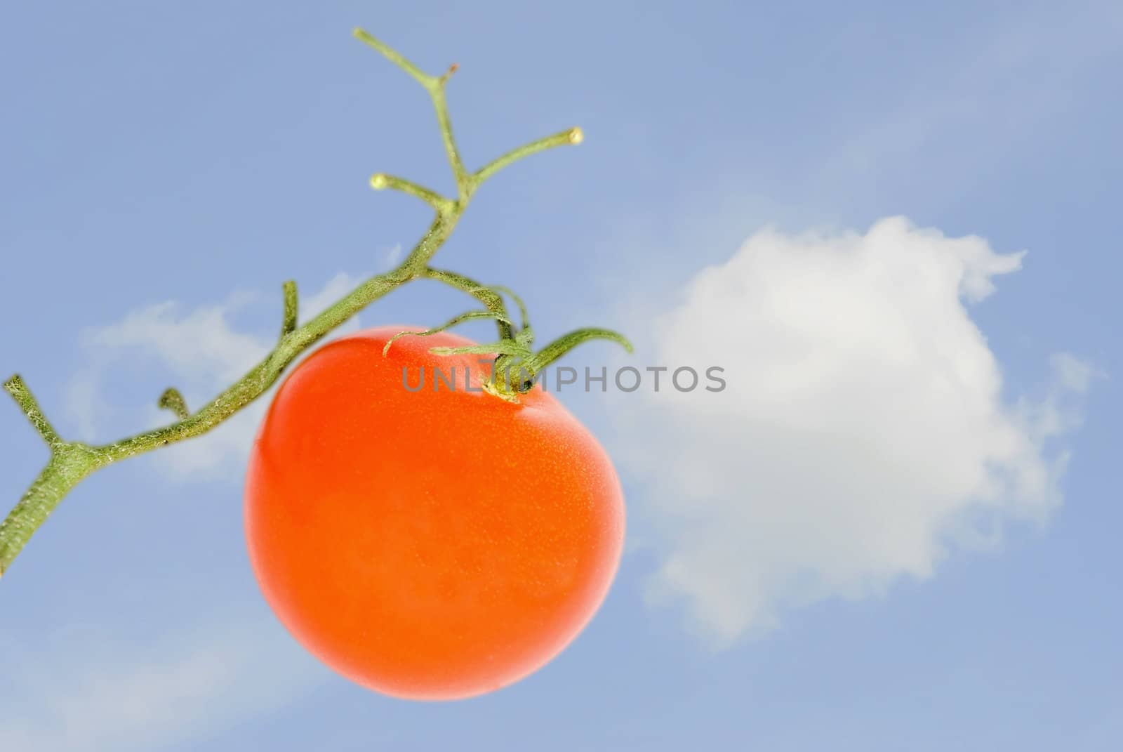 The red tomato and green branch on a background of clouds