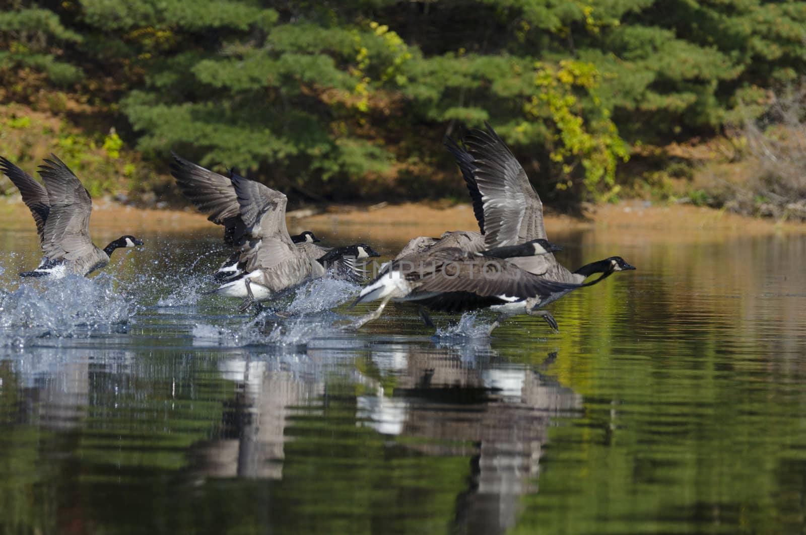 Flock of geese taking off on a northern lake in Ontario
