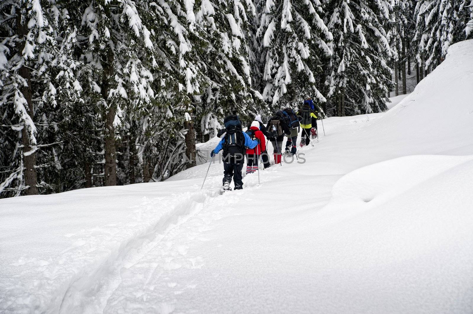 Group of snowshoe hikers in the forest