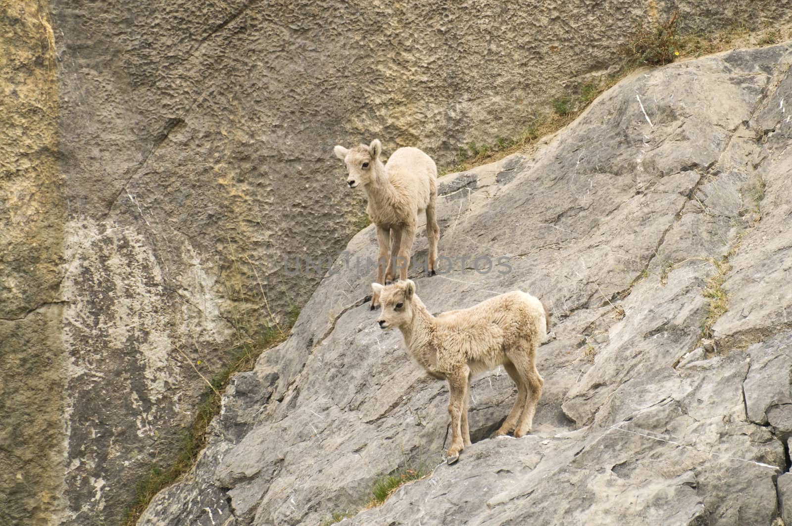 Two young mountain goats standing on a rock face, scratches on the rocks  are from their hooves
