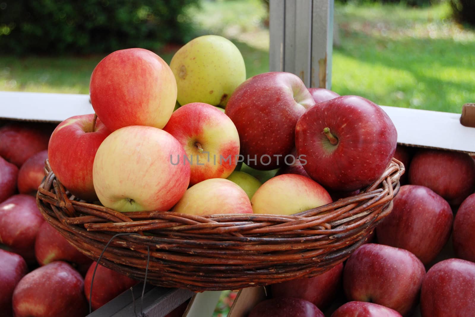 apples red by nehru