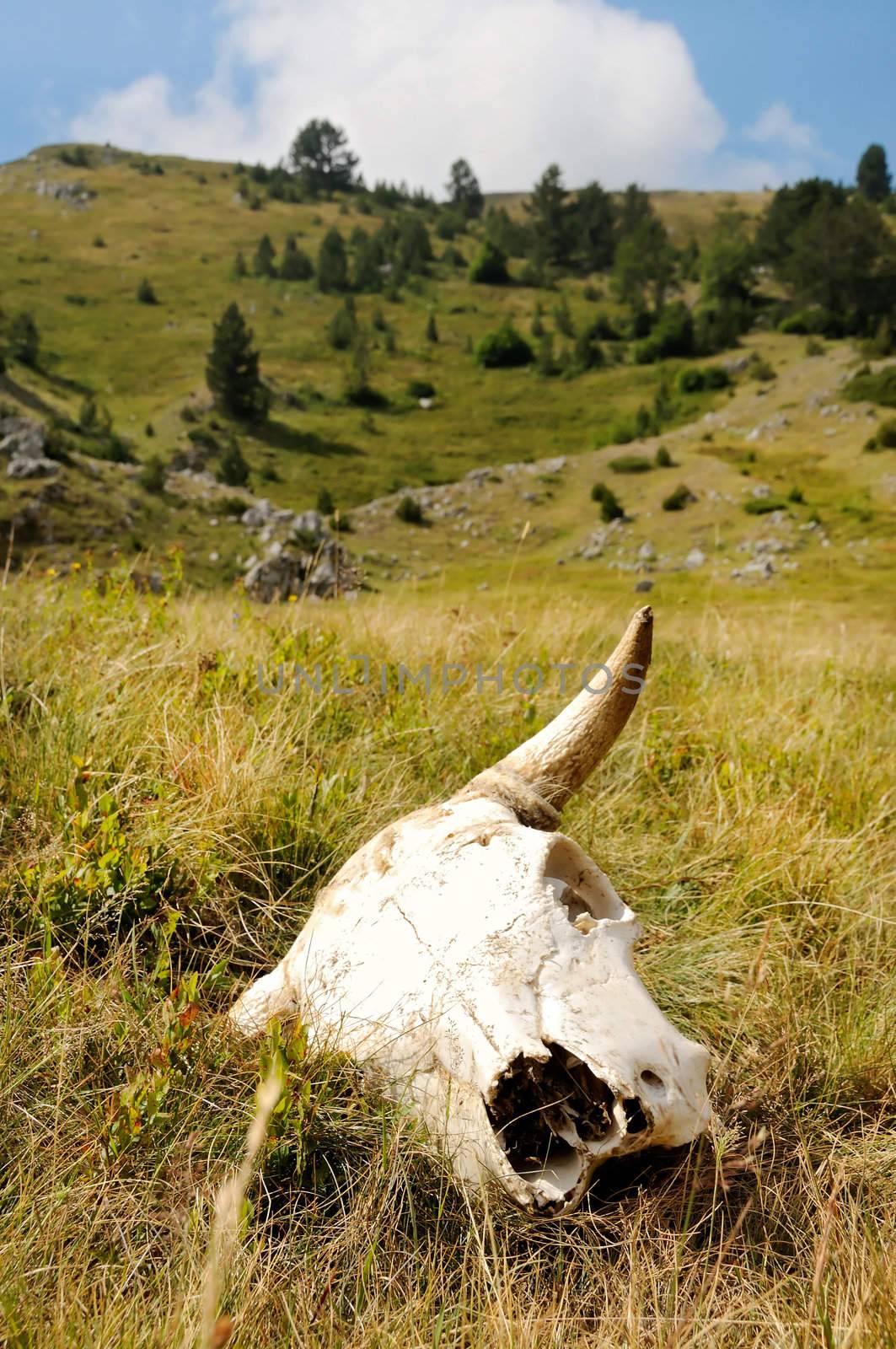 A cattle cow skull in meadow with hills in the background