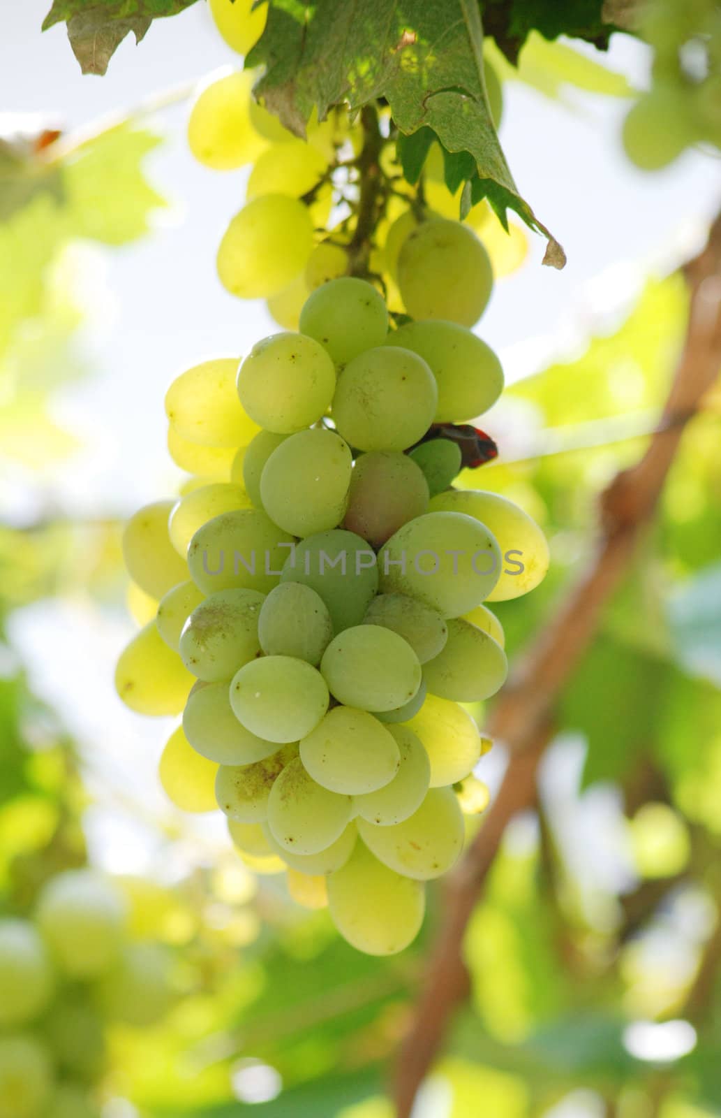 green grapes