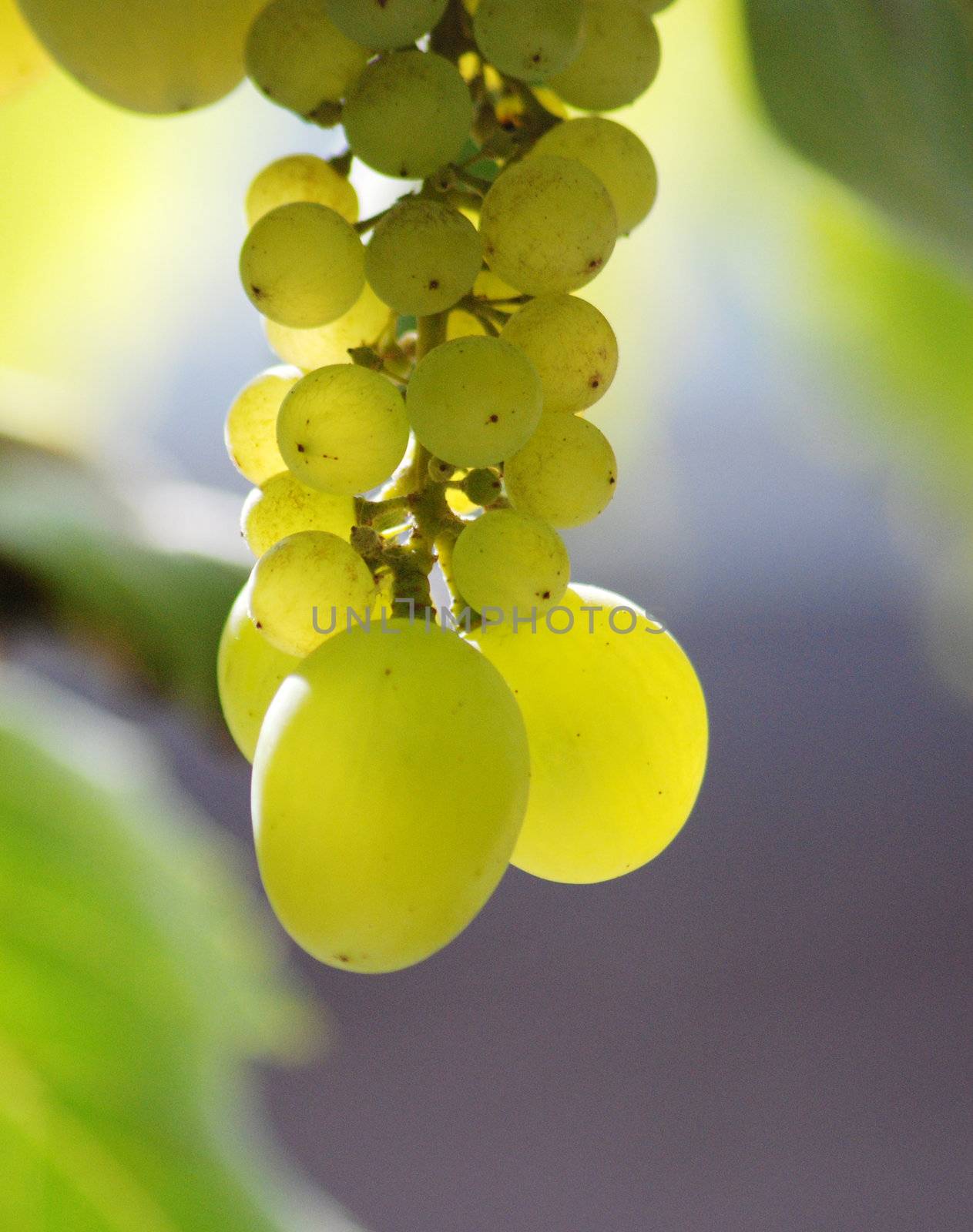 green grapes