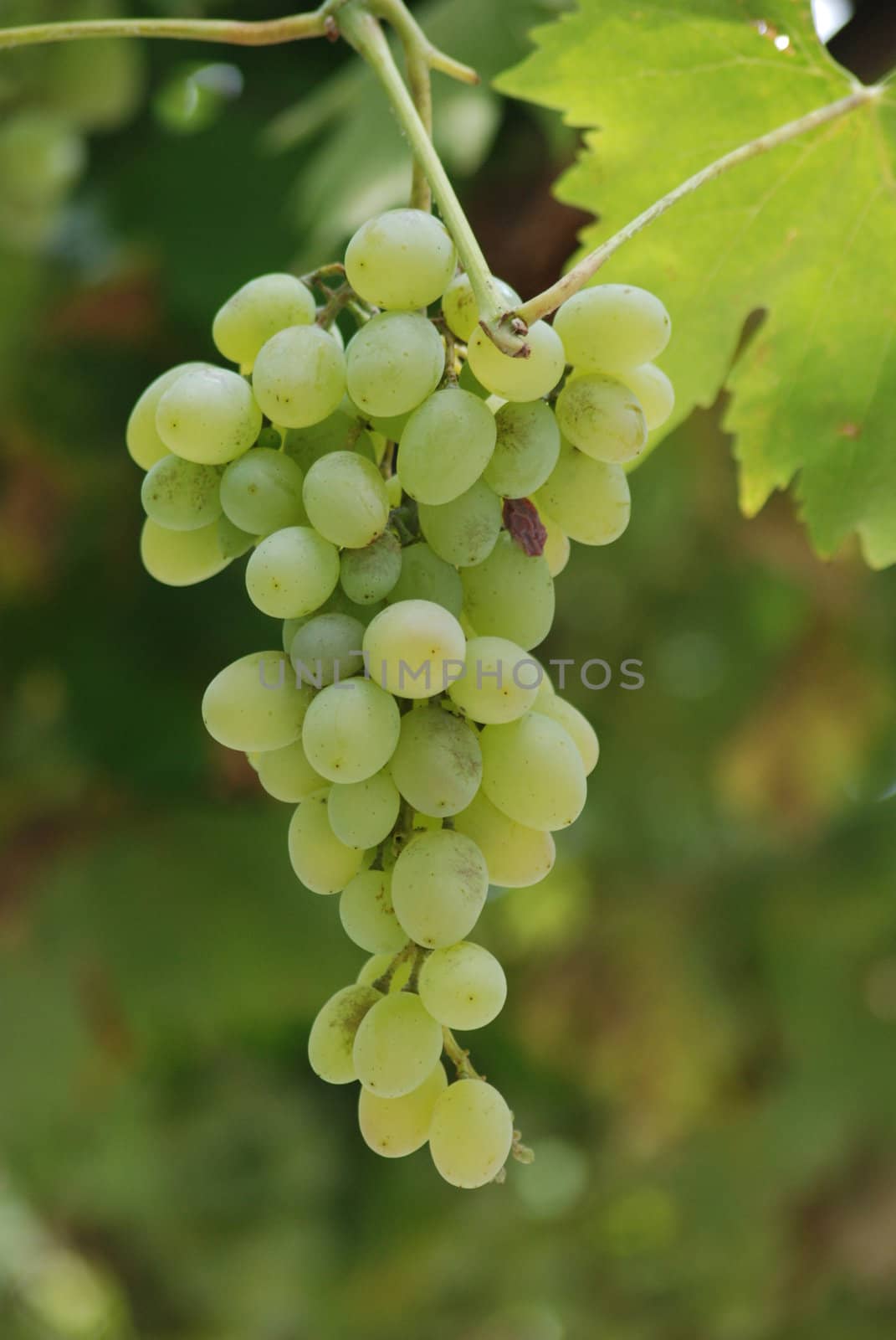 green grapes