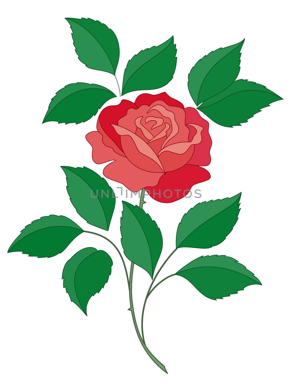 Flower a rose with green leaves and red scarlet petals on a white background