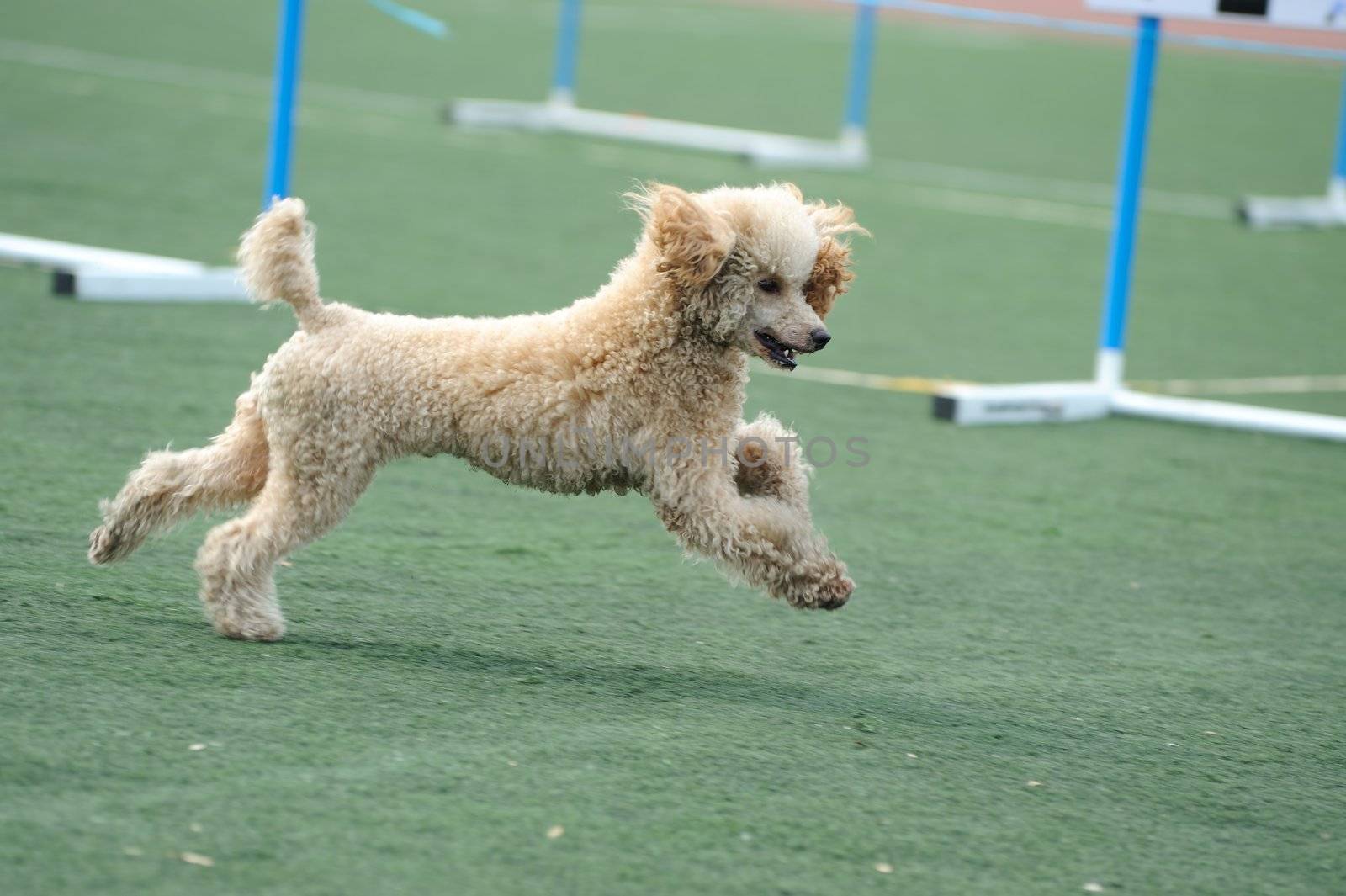 Poodle dog running by raywoo