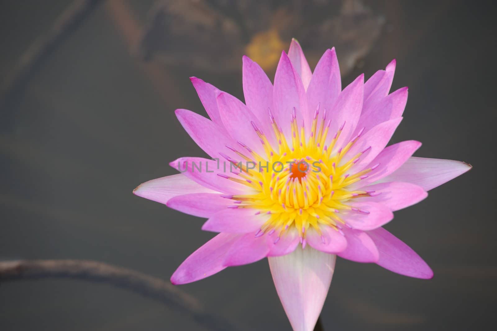 Closeup of Water lily flower by raywoo