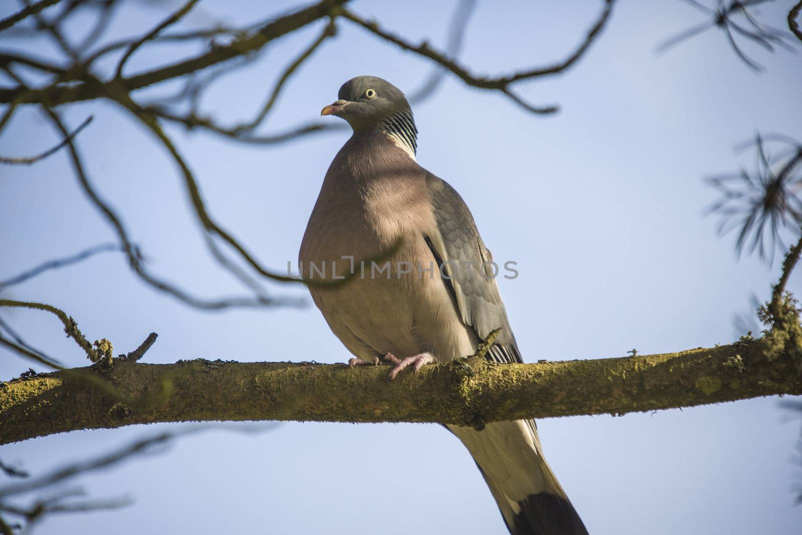 The pigeon was in a forest by a village in Halden, Norway called Refne. The picture was shot one day in March 2013