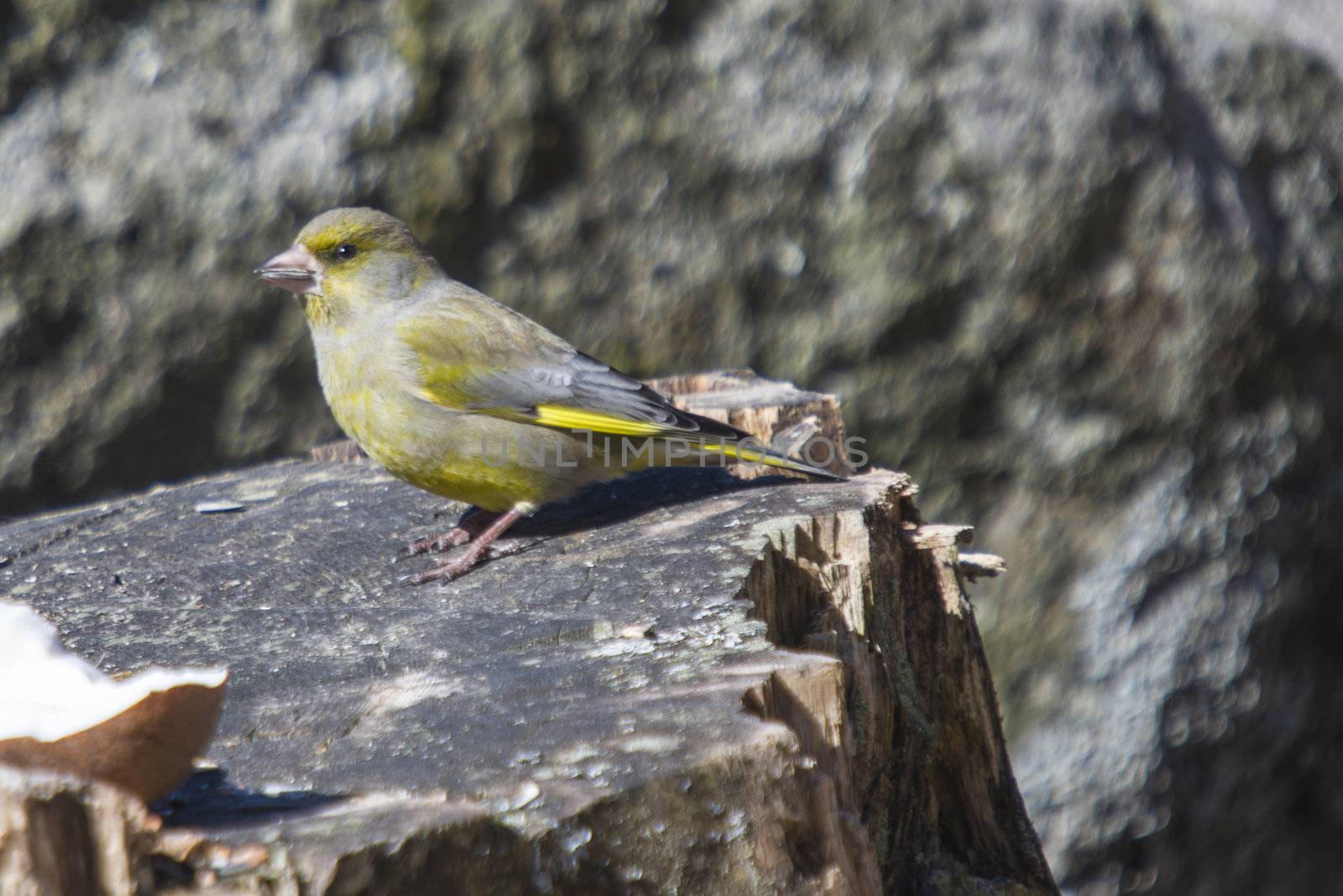 The picture of Greenfinch is shot by a tree stump in the forest at Fredriksten fortress in Halden, Norway a day in March 2013.