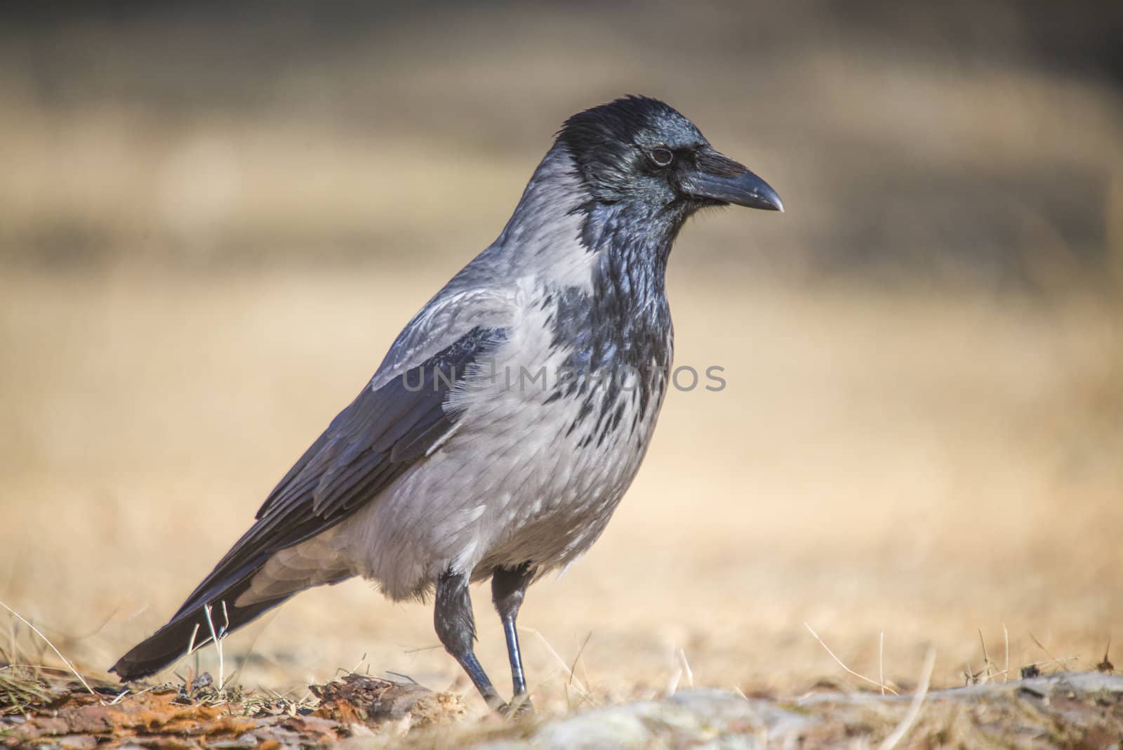 hooded crow, corvus cornix by steirus