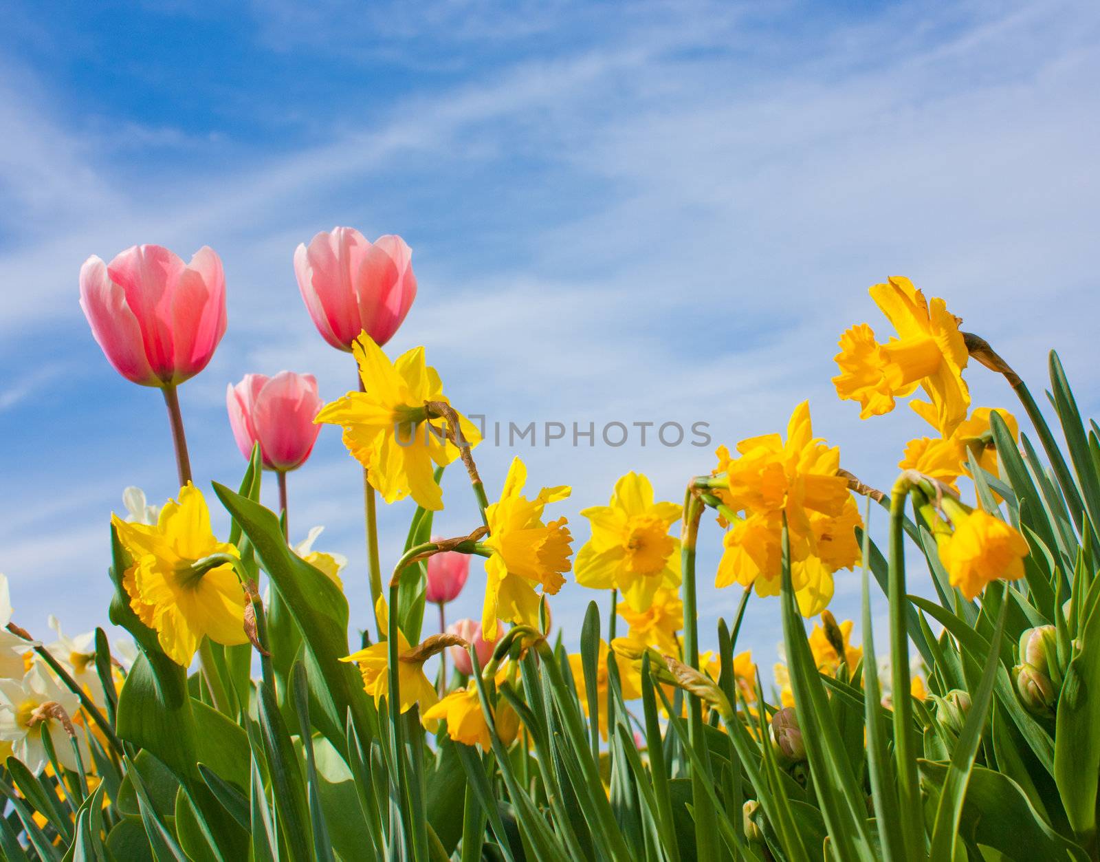 Nice blossom of orange tulips in a garden