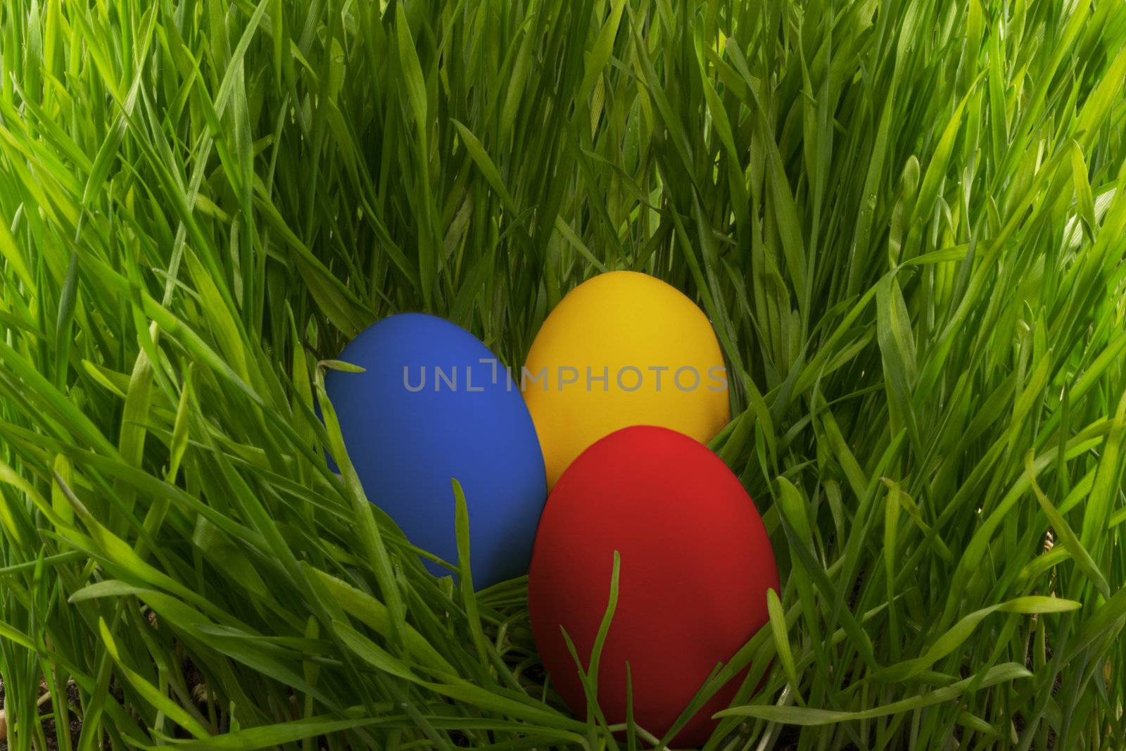 Three colored Easter eggs in green grass. View from the side.