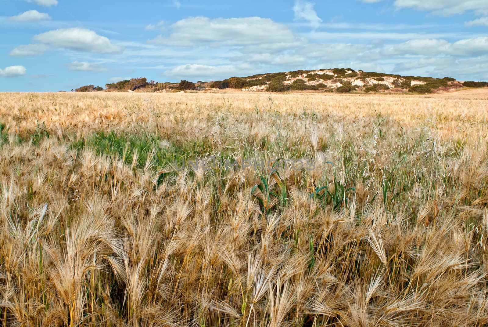 Wheat field by mahout